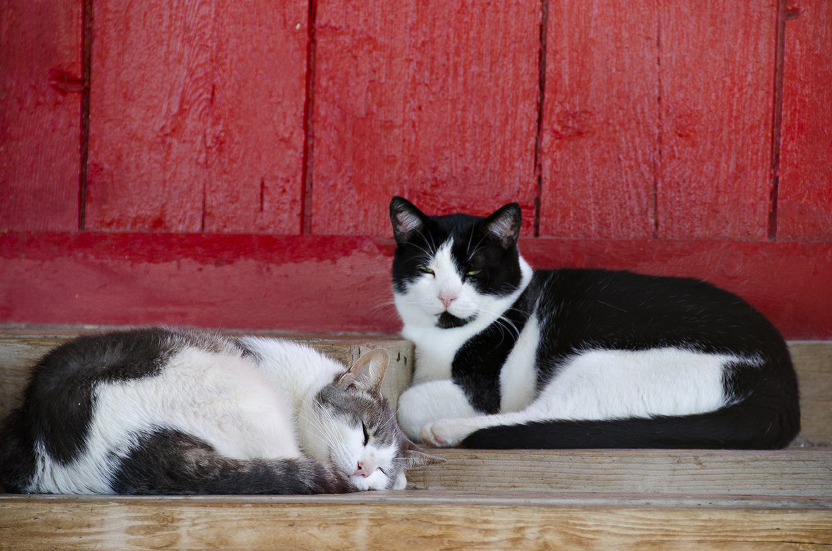 Outdoor cats tend to find secluded or high locations for sleeping at night.