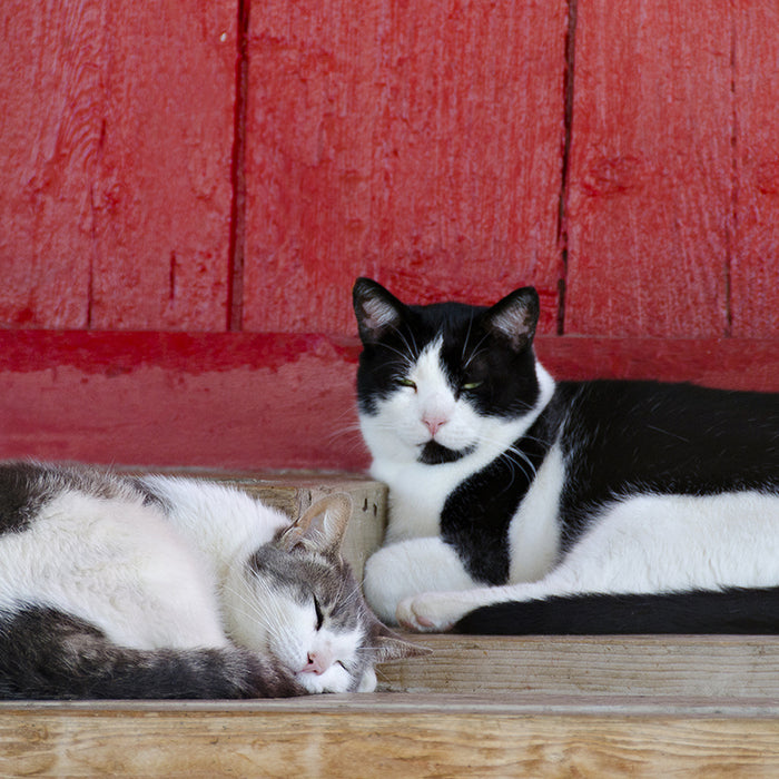 Outdoor cats tend to find secluded or high locations for sleeping at night.