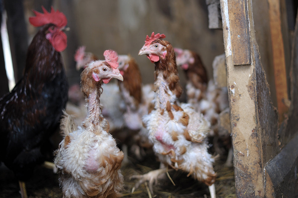 Molting is often a reason chickens will lose their feathers.
