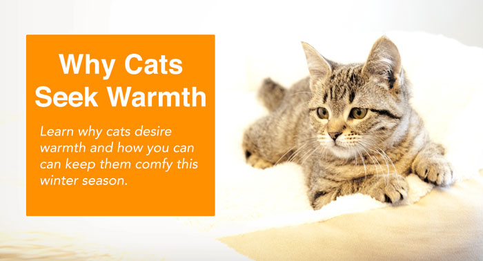 Why Cats Seek Warmth