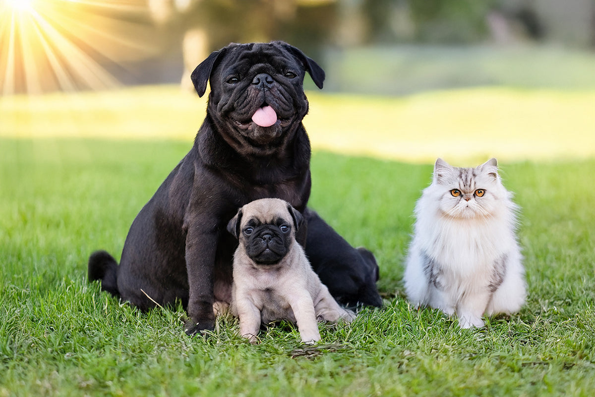 In the hotter months, your dog and cat are at risk of heatstroke. But with a few simple tips, you can help them stay cool.