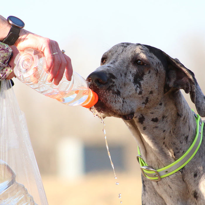 Great Danes, because they're such a large dog, may be more prone to heatstroke than other breeds.