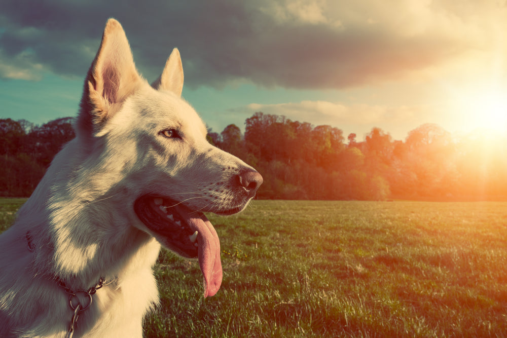 10 Hot Weather Tips for Your Dog