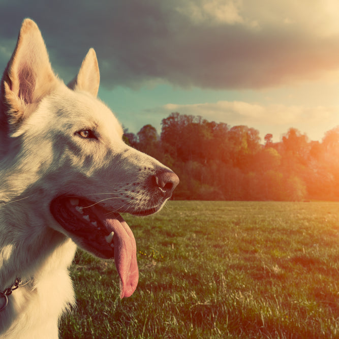 10 Hot Weather Tips for Your Dog