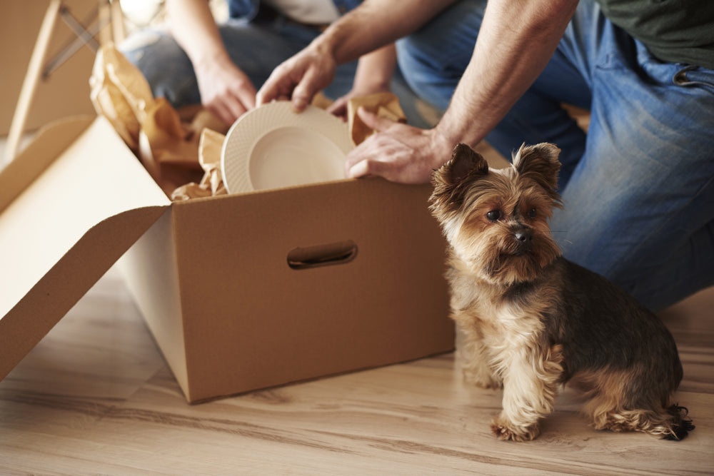 Moving to a new city can be stressful for the entire family. Here's 10 tips to help you move across country with your dog.