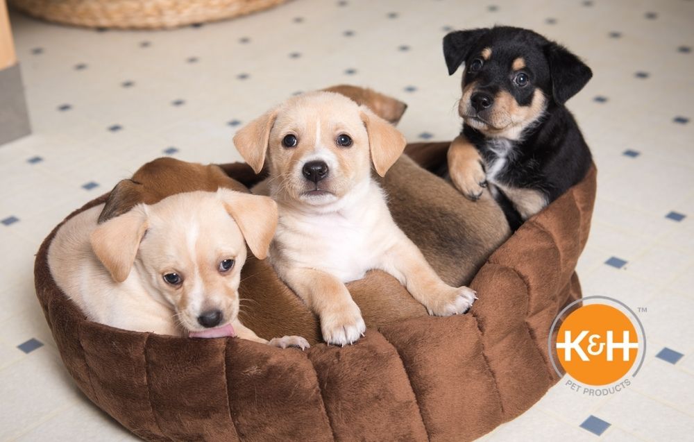 A playroom for your dog can be very beneficial to your pup.