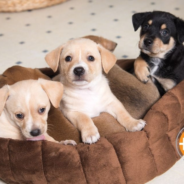 A playroom for your dog can be very beneficial to your pup.