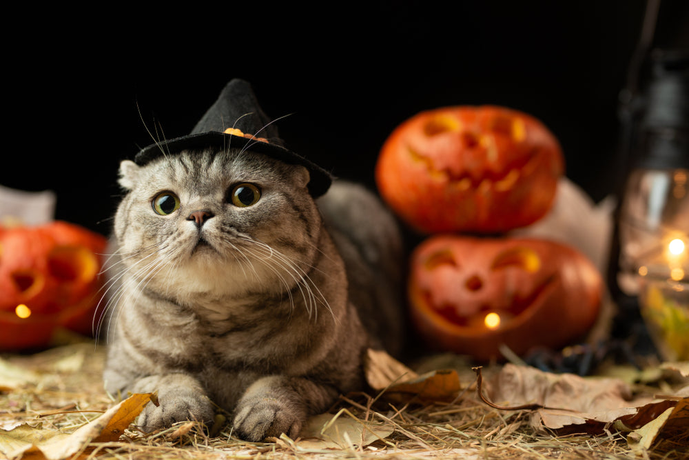 By planning in advance and giving your kitty a safe space to retreat to, you can help keep your cat calm on Halloween.