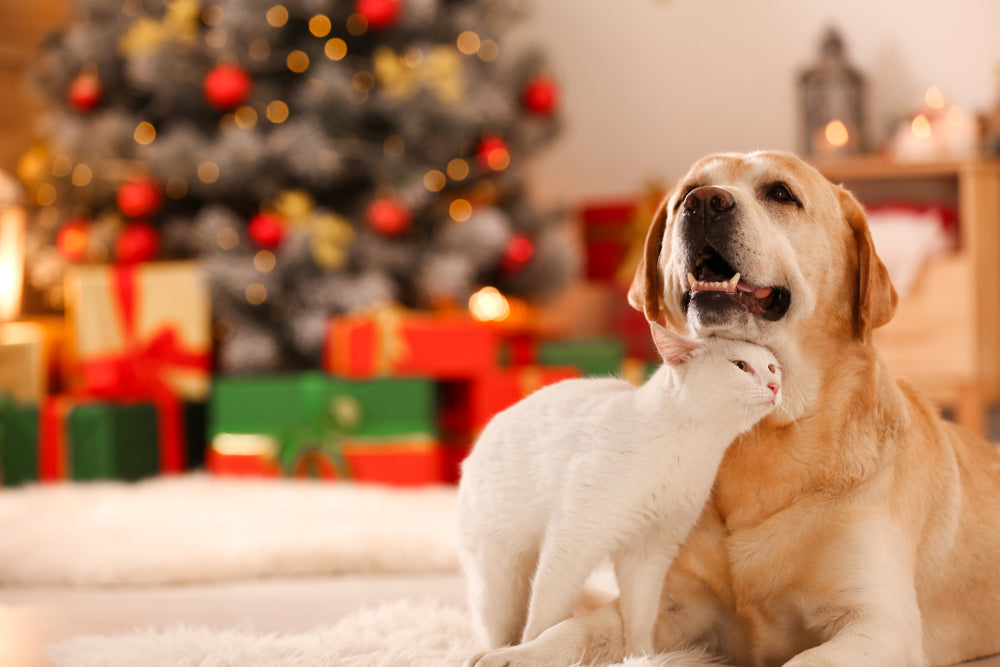 Christmas gift ideas for your dog and cat that can be enjoyed throughout the year.