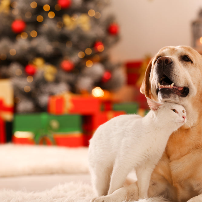Christmas gift ideas for your dog and cat that can be enjoyed throughout the year.