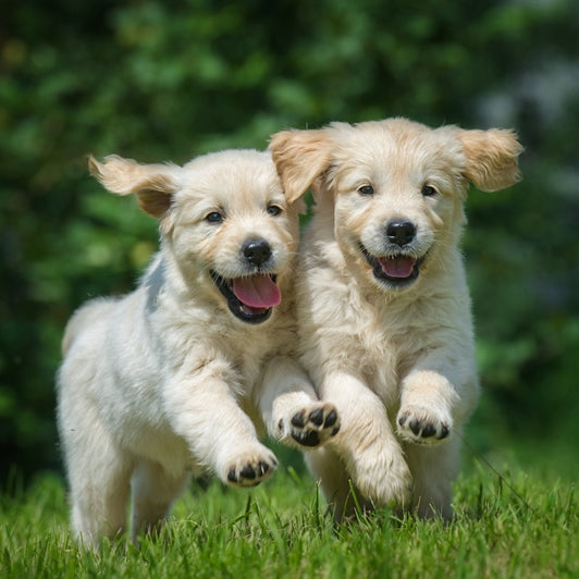4 Things to Know Before Getting a Puppy