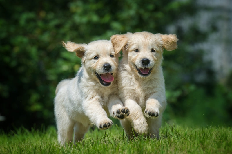 4 Things to Know Before Getting a Puppy