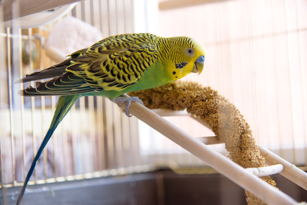 Parakeets can communicate with us in lots of ways, and shaking is a common behavior. Here's what you need to know.