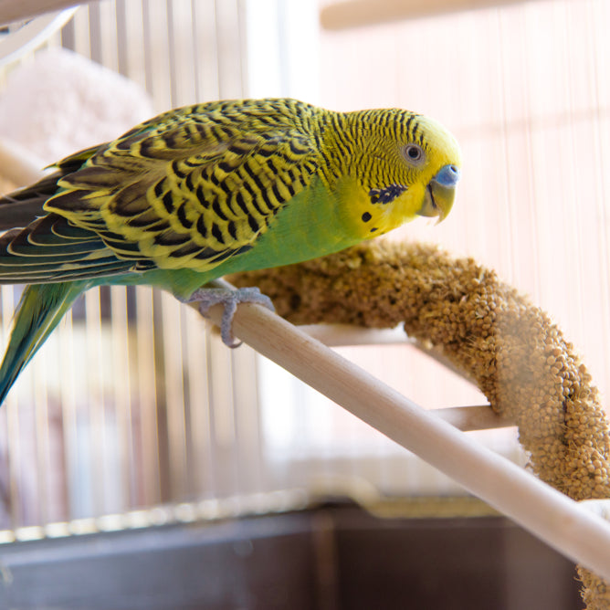 Parakeets can communicate with us in lots of ways, and shaking is a common behavior. Here's what you need to know.