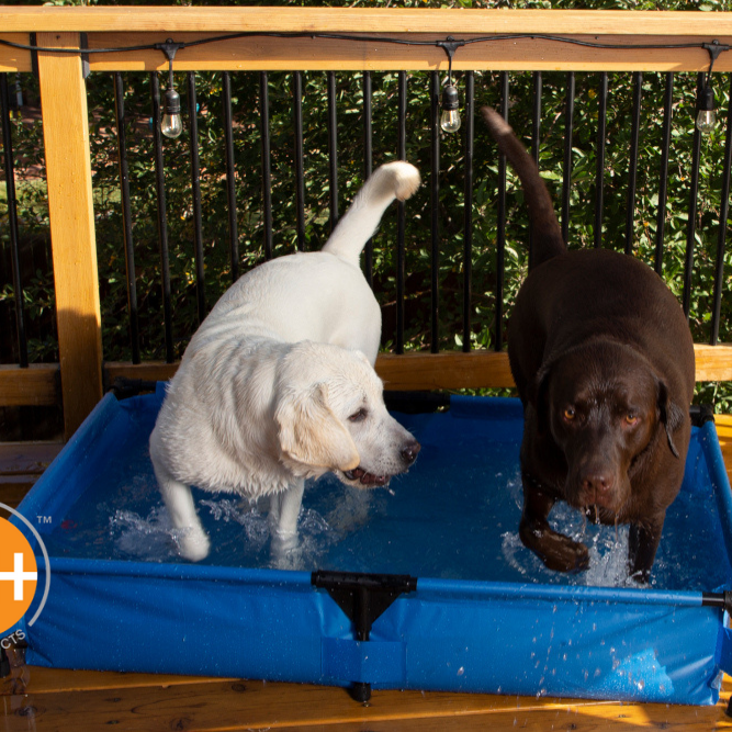 Your dog will jump for joy if you include pool time just for him in your summer adventures.