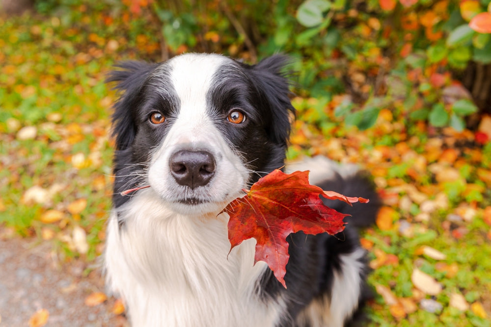 fall pictures with dogs