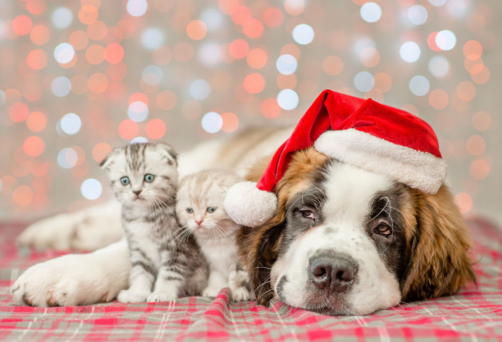 Looking to volunteer at an animal shelter during the holiday season? We've got 7 ways to share your time and skills.