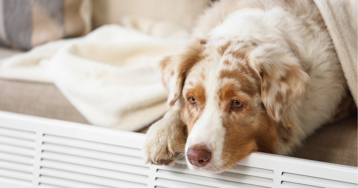 Ambient Temperature vs. Surface Temperature: What Do Pets Actually Feel?