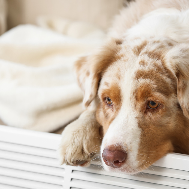 Ambient Temperature vs. Surface Temperature: What Do Pets Actually Feel?
