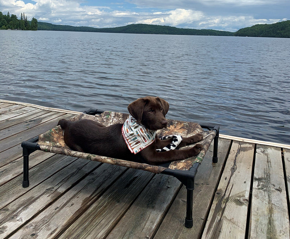 Best Outdoor Dog Beds of 2023 — K&H Pet Products