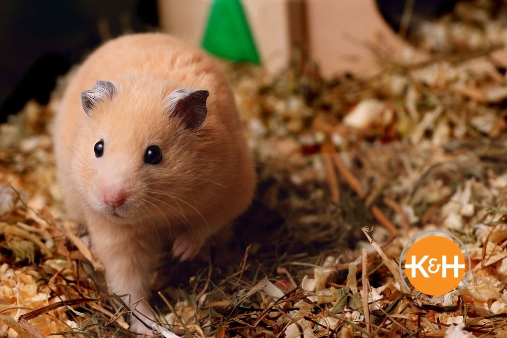Providing the ideal air temperature is an important part of keeping your hamster warm.