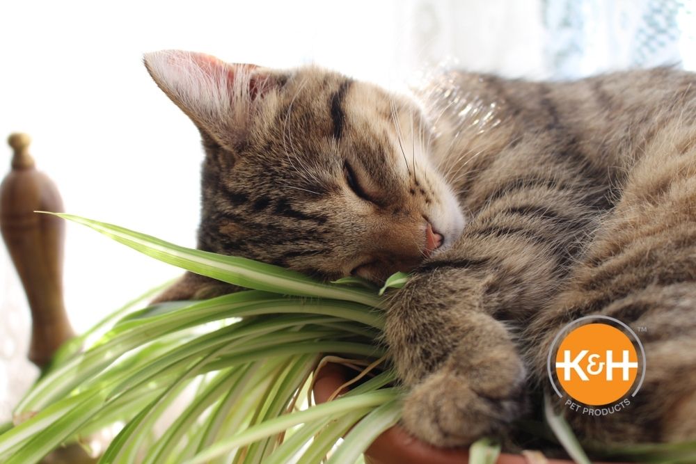 The spider plant is a safe, non-toxic plant to have in your home, whether you have dogs or cats.