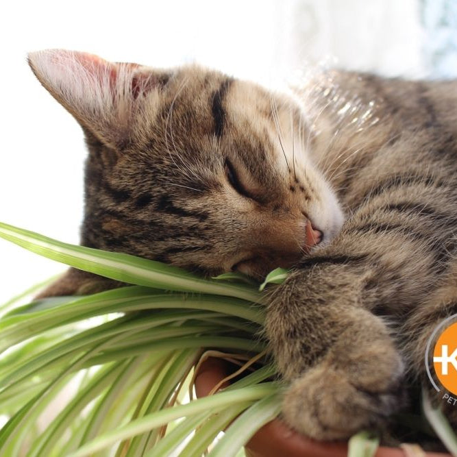 The spider plant is a safe, non-toxic plant to have in your home, whether you have dogs or cats.