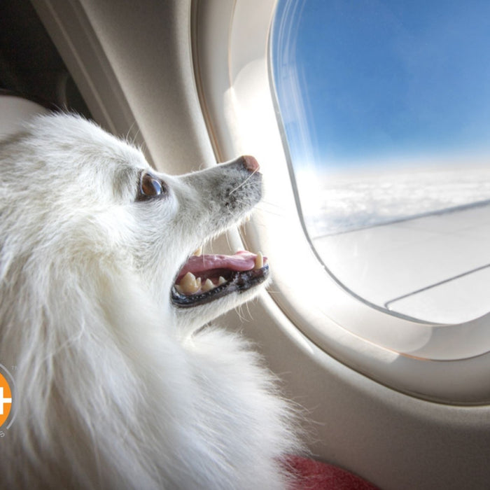 Have questions about flying with your dog? Check out these tips before you board the plane with your pup.