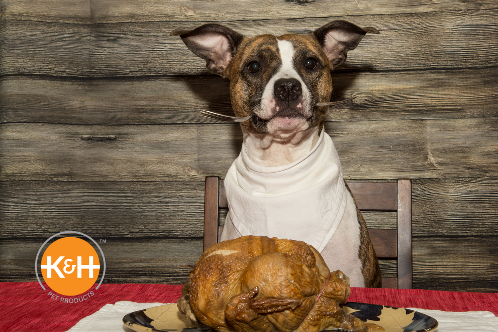 A discerning dog owner might wonder if it's safe for dogs to eat turkey.