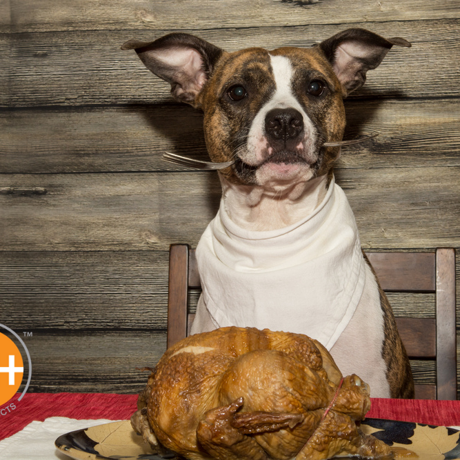 A discerning dog owner might wonder if it's safe for dogs to eat turkey.