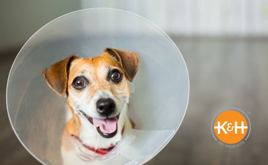 Dog hates clearance cone after neutering