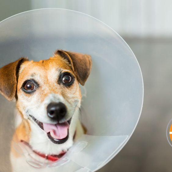 With the right tender loving care, your dog can feel happy while recovering from surgery.