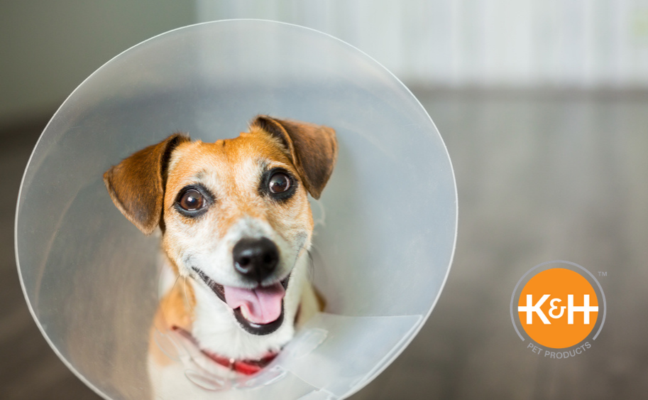 With the right tender loving care, your dog can feel happy while recovering from surgery.