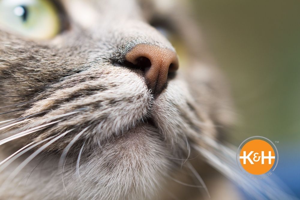 Cat's noses are often wet, but a dry nose isn't cause for alarm.