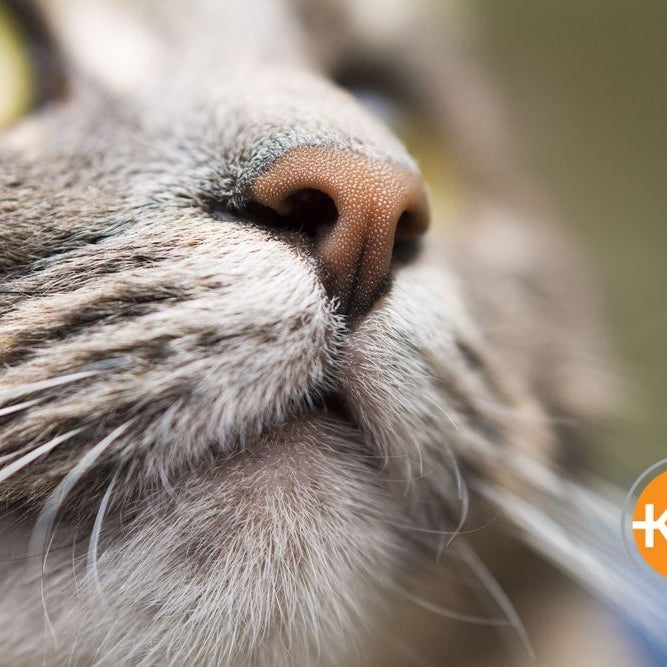 Cat's noses are often wet, but a dry nose isn't cause for alarm.