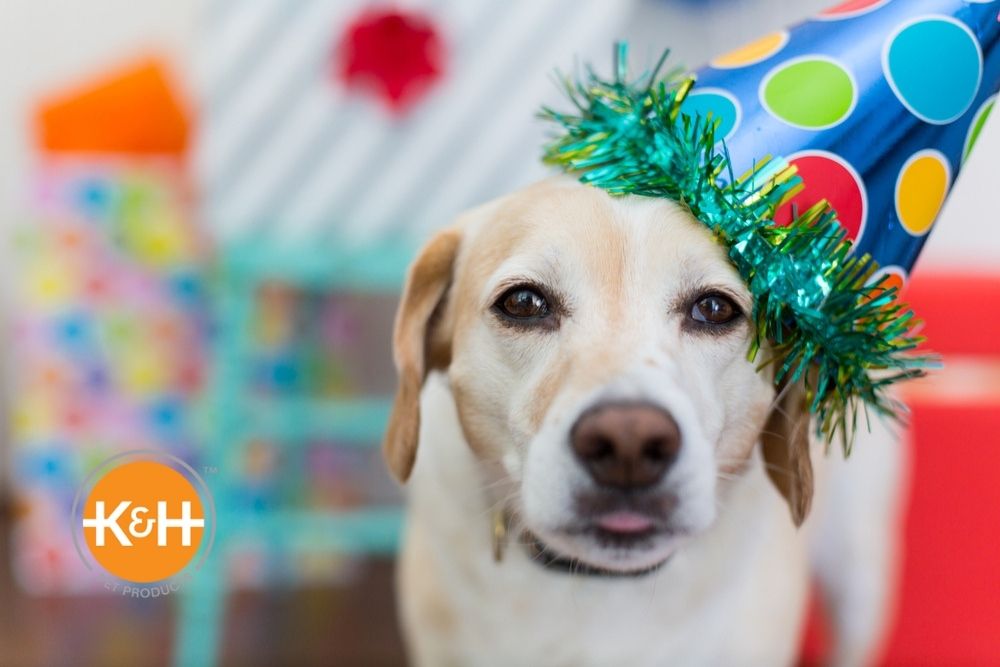 We'll help you find the perfect gift for your dog's birthday or Gotcha Day.