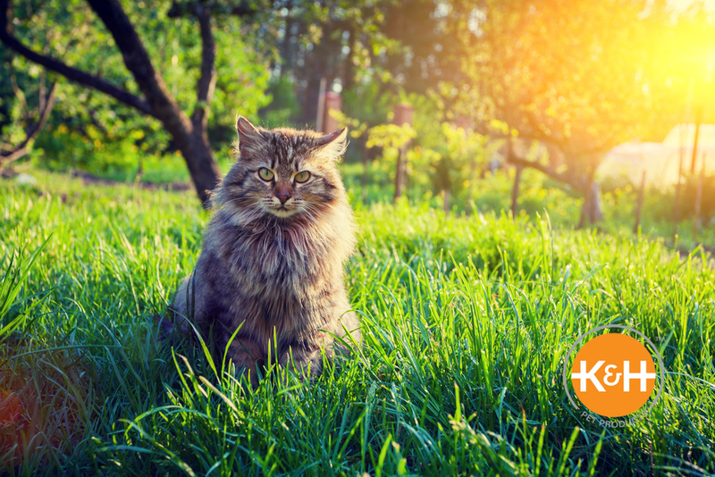 How to have an indoor outdoor cat online