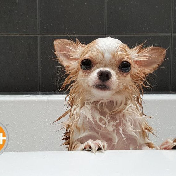 Here's a look at how often you should wash your dog.