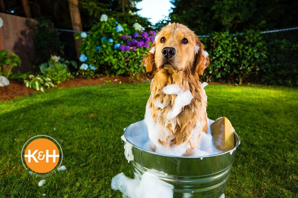 How to Bathe a Dog Outside