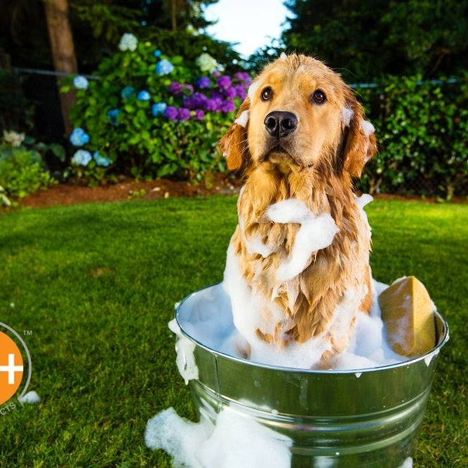 How to Bathe a Dog Outside