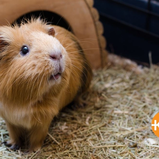 Providing the ideal air temperature is important to help keep your guinea pig warm.