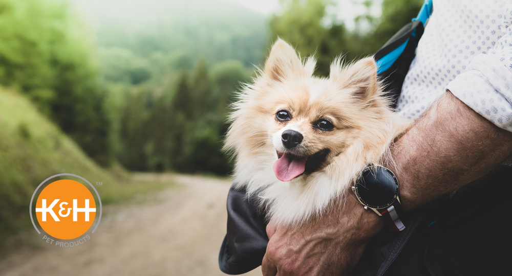 Use the right techniques when picking up and carrying your dog.