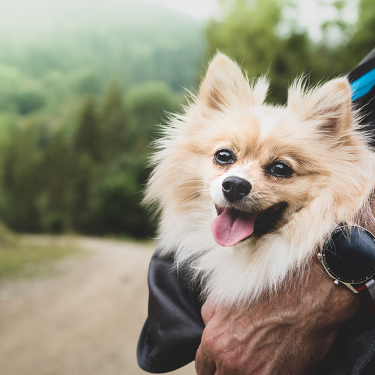 Use the right techniques when picking up and carrying your dog.