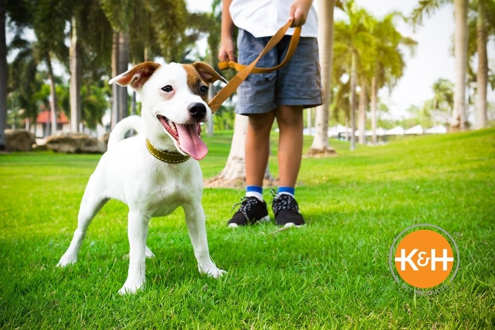 Is it Safe to Walk Your Dog in Hot Weather?