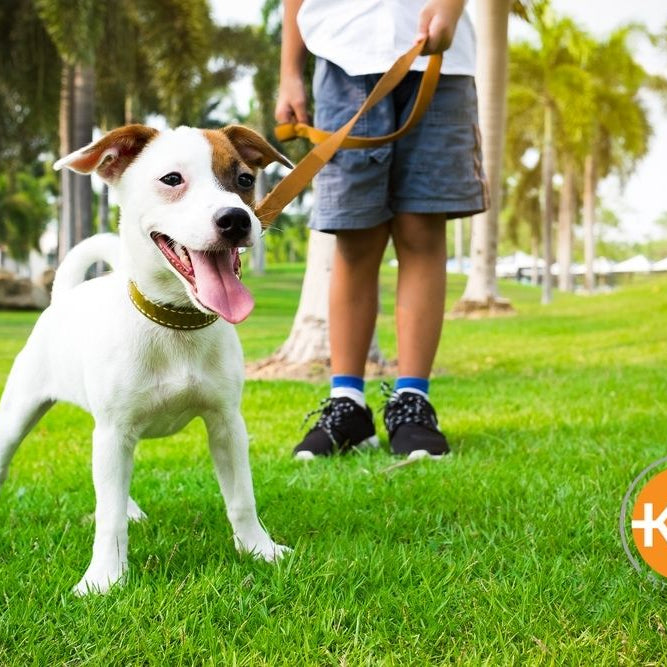 Is it Safe to Walk Your Dog in Hot Weather?