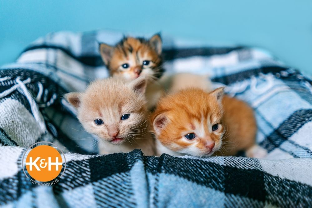 Raising a litter of kittens? Learn about how to take care of newborn kittens week by week, including what to feed them.