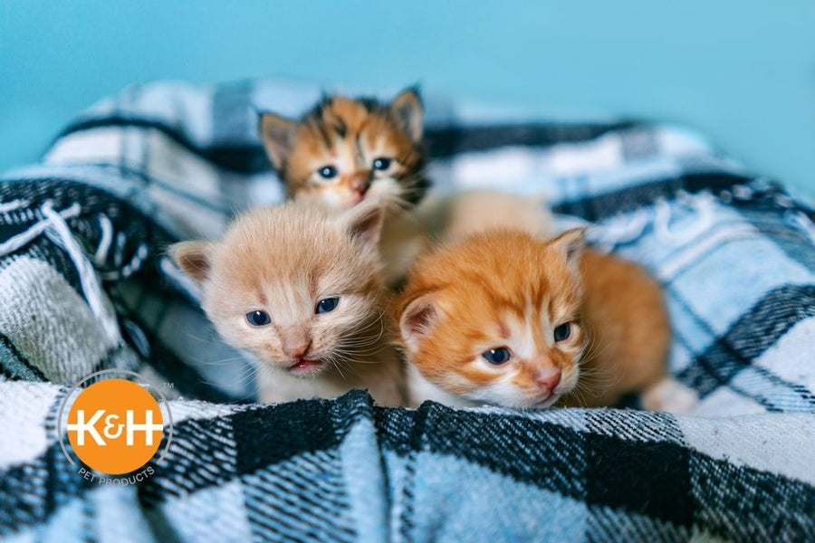 Have You Started the Search For Cats and Kittens For Sale?