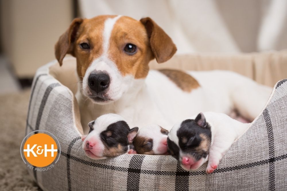 Newborn Puppy Care Week by Week — K&H Pet Products Newborn Puppy Care Week By Week — K&H Pet Products