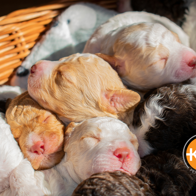 Raising a litter of puppies? Learn about puppy development week by week, including eating, sleeping and other stages.