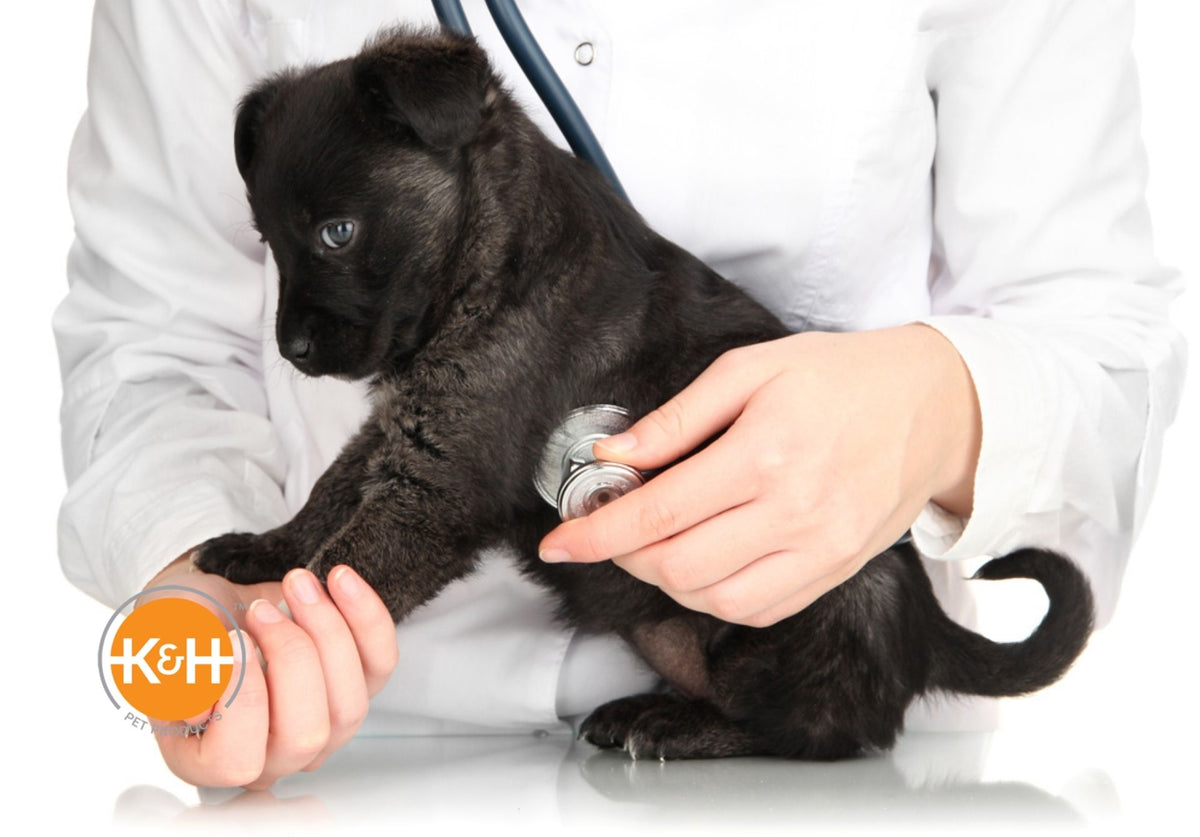 What Is a Normal Heart Rate for Dogs K H Pet Products